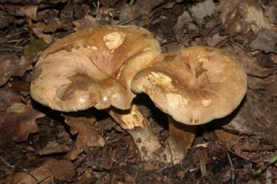 Викторина Бабра. Коровник, сверток и побирушка – большинство новосибирцев не знают значения этих слов