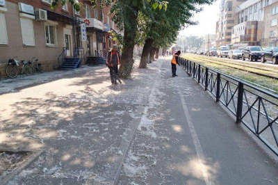 Тополиное проклятье Иркутска: от пуха до аварийных деревьев